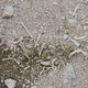 Adélie penguin bones on the surface and an assortment of pebbles, which the birds used to make nests.